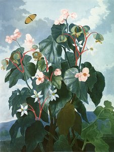 The Oblique-leaved Begonia, indgraveret af Caldwell, fra 